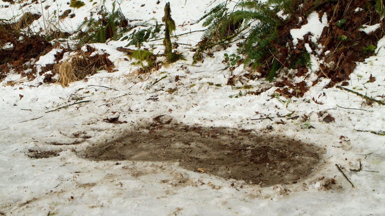 Szene aus Bigfoot - Die Legende lebt