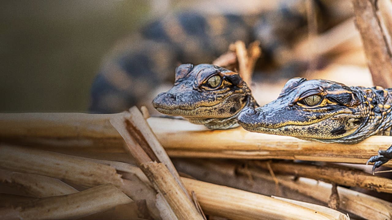 Szene aus Everglades - Im Reich der lebenden Dinosaurier