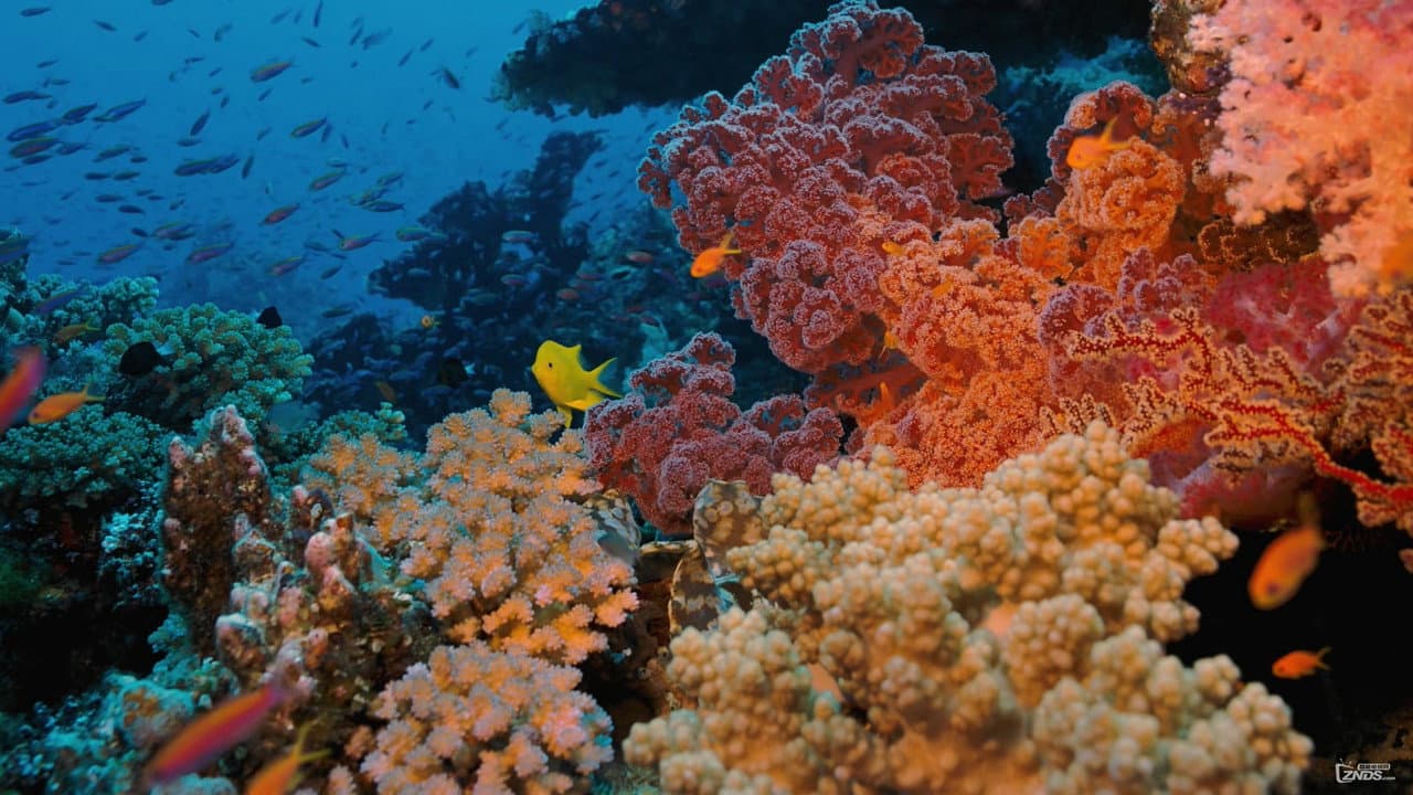 Szene aus Coral Reef Adventure