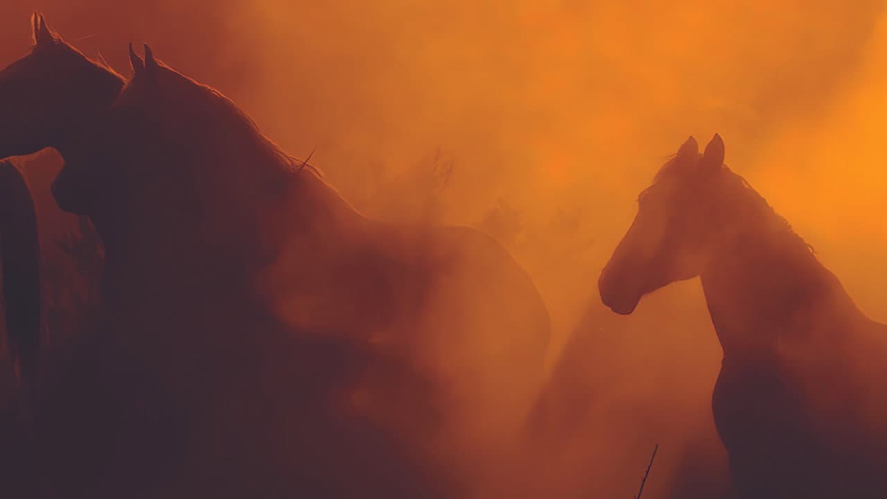 Szene aus Free Spirit - Mustangs in Gefahr
