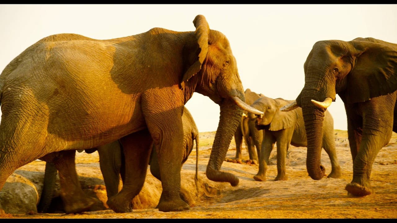 Szene aus Afrika - Das magische Königreich