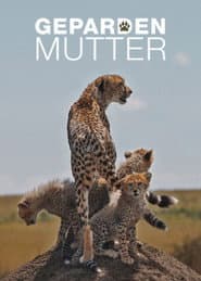 Gepardenmutter