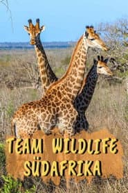 Team Wildlife Südafrika