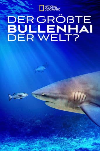 Der größte Bullenhai der Welt?
