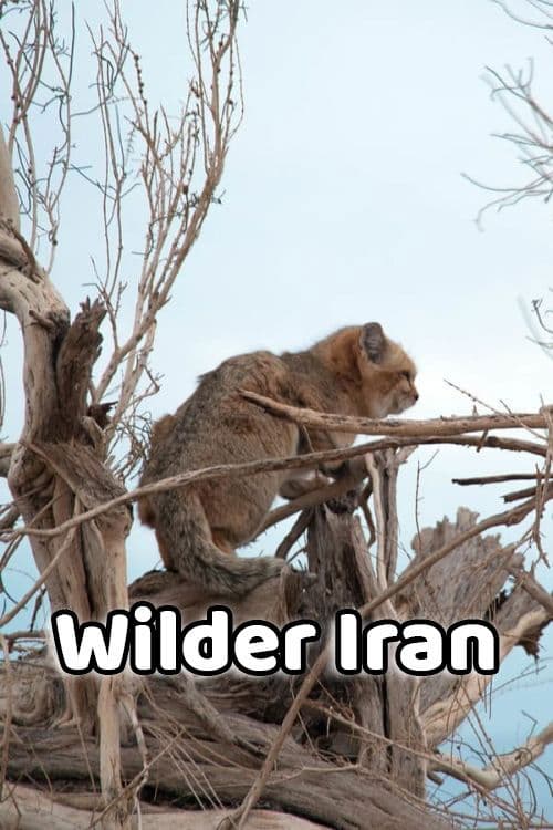 Wilder Iran