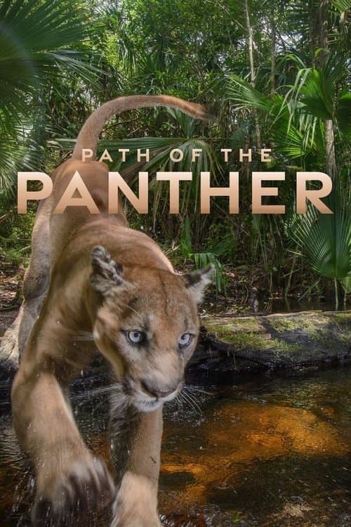 Die Rückkehr des Pumas
