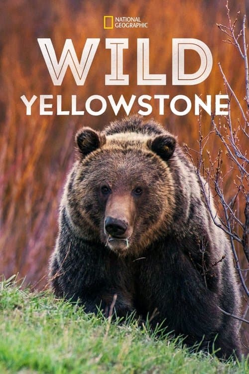 Wildnis Yellowstone - Im Wechsel der Extreme