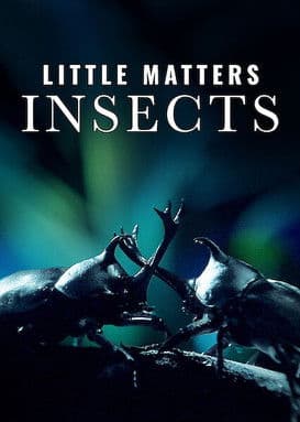 Little Matters: Insects