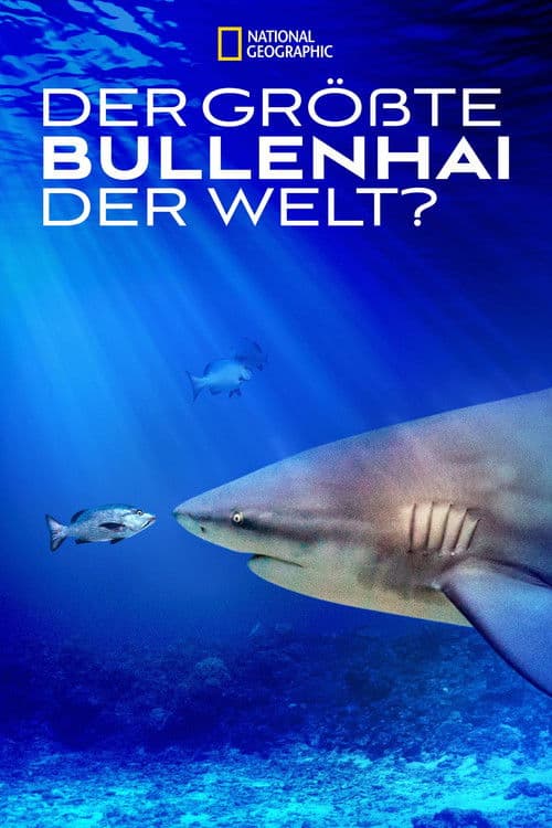 Der größte Bullenhai der Welt?