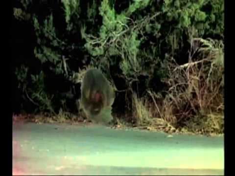 Trailer-Vorschau: Sway