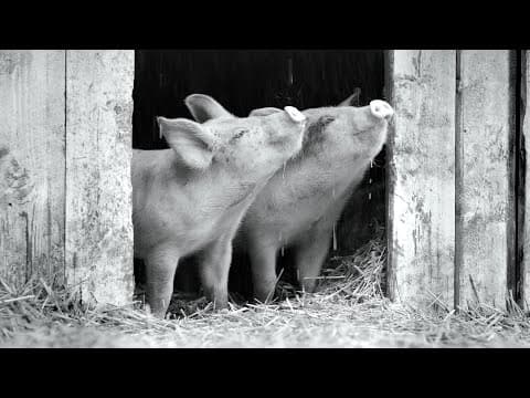 Trailer-Vorschau: Gunda