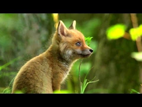 Trailer-Vorschau: Das grüne Wunder - Unser Wald