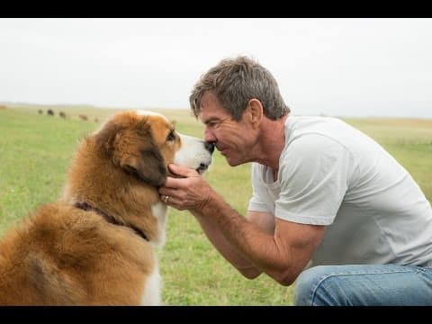 Trailer-Vorschau: Bailey - Ein Freund fürs Leben
