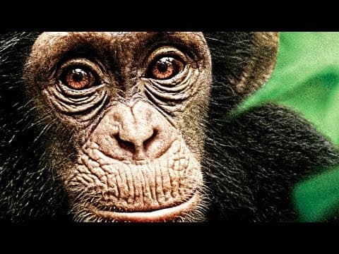 Trailer-Vorschau: Schimpansen
