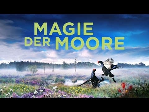 Trailer-Vorschau: Magie der Moore