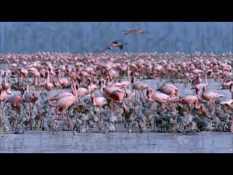 Trailer-Vorschau: Auf purpurnen Schwingen: Das Geheimnis der Flamingos