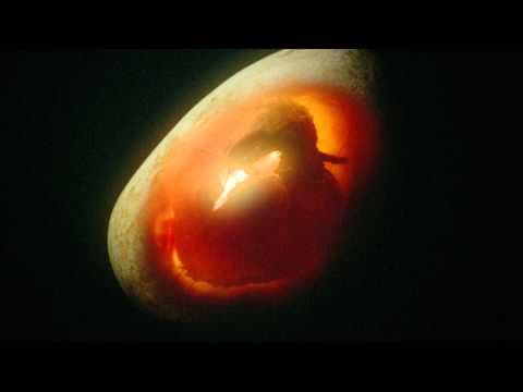 Trailer-Vorschau: Dinotasia