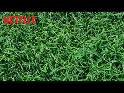 Trailer-Vorschau: Im hohen Gras