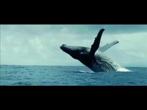 Trailer-Vorschau: Unsere Ozeane