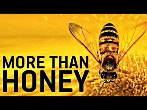 Trailer-Vorschau: More than Honey - Bitterer Honig