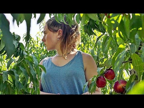 Trailer-Vorschau: Alcarràs - Die letzte Ernte