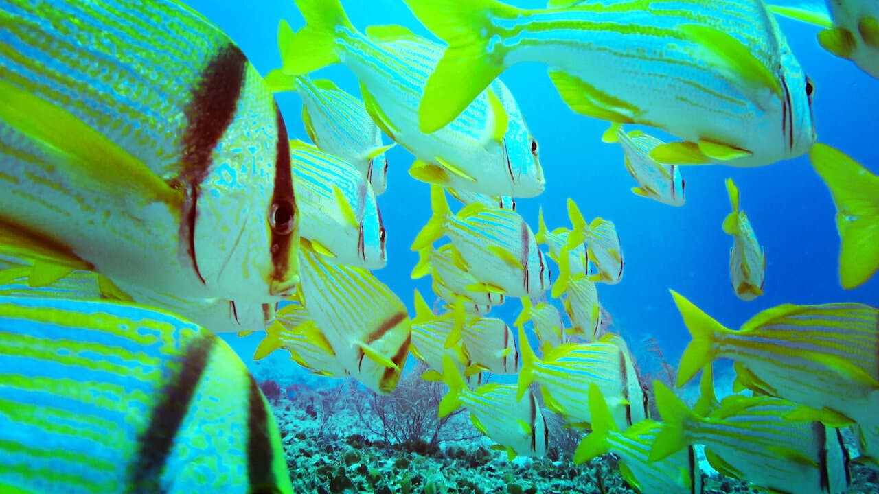 Szene aus Red Sea 4K