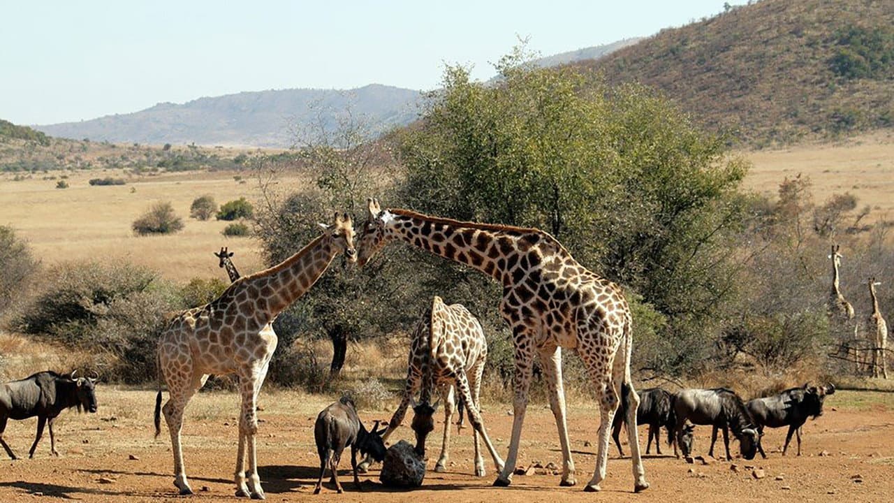 Szene aus Wild South Africa