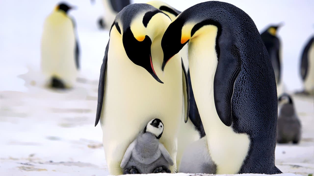 Szene aus Pinguine hautnah