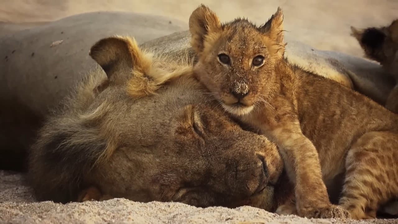 Szene aus Das Gesetz der Löwen