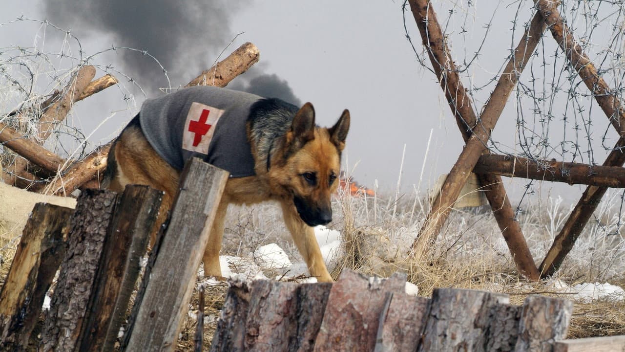 Szene aus Rin Tin Tin - Ein Held auf Pfoten