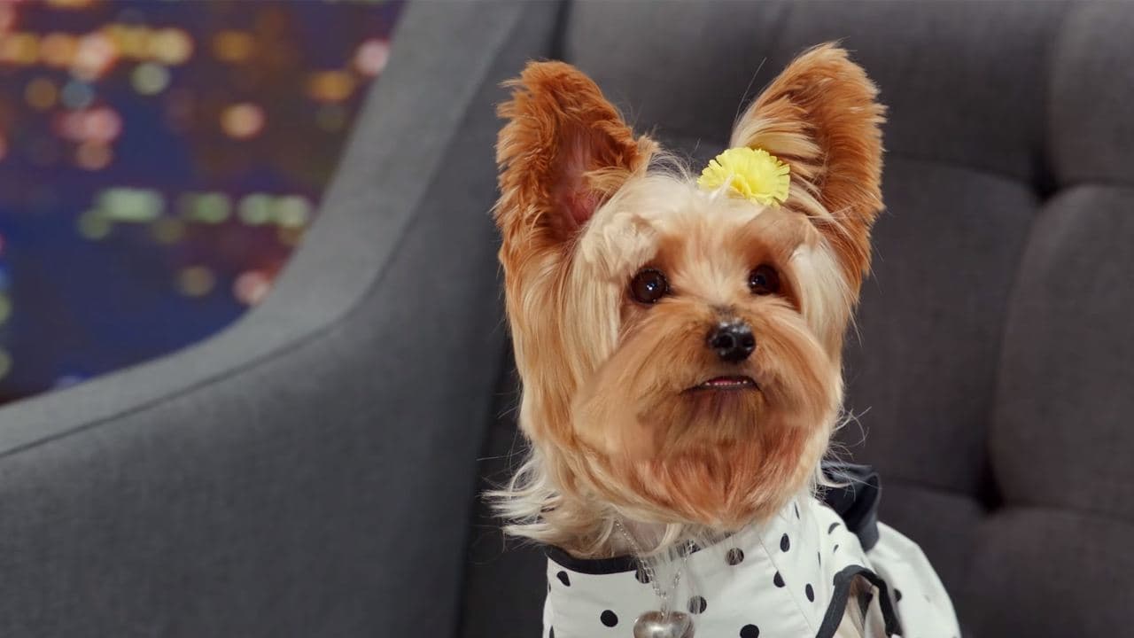 Szene aus Wuff Star 2 - Doppelt bellt besser