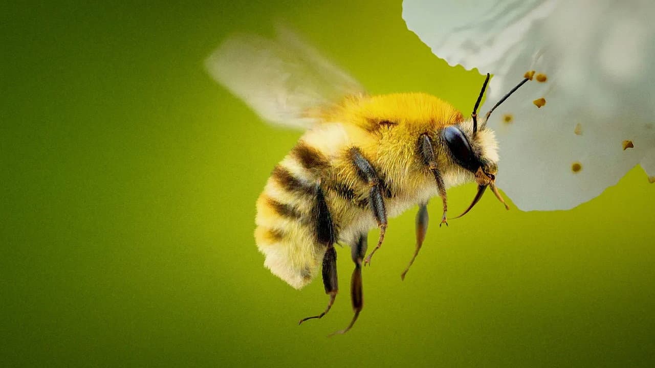 Szene aus Die geheimnisvolle Welt der Bienen