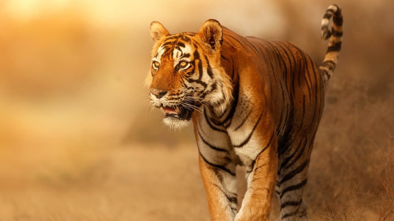 Szene aus Wild Cats of India