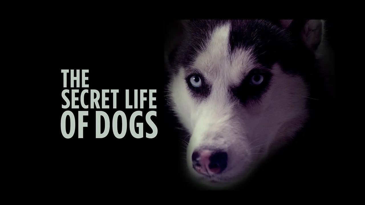 Szene aus Die geheime Welt der Hunde