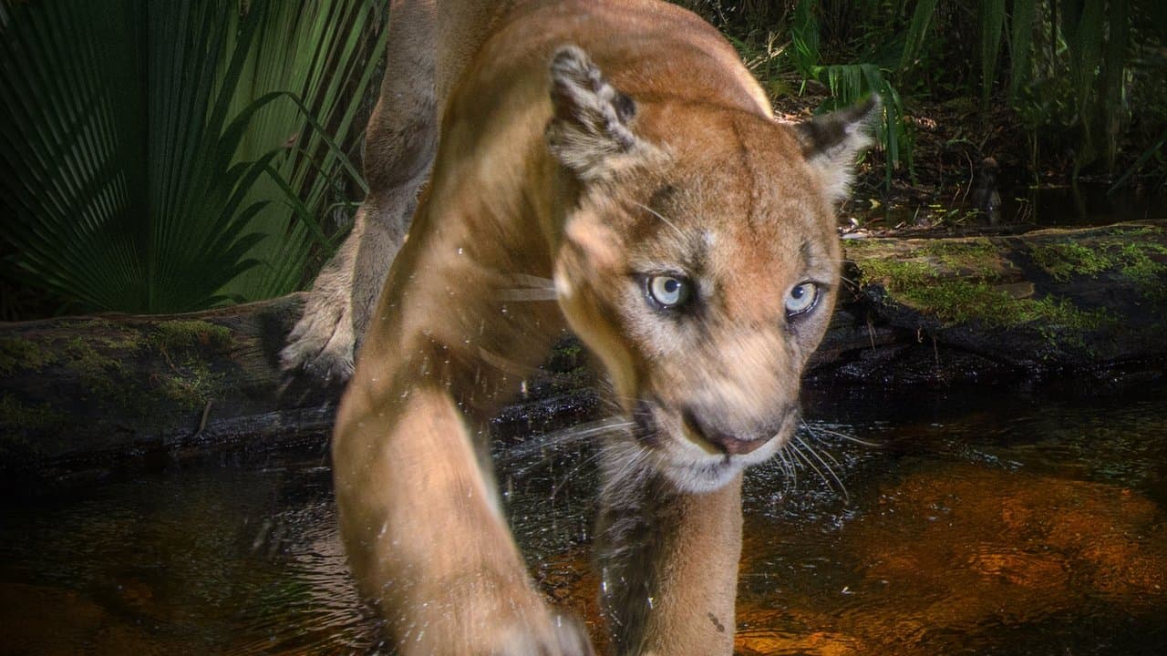 Szene aus Die Rückkehr des Pumas