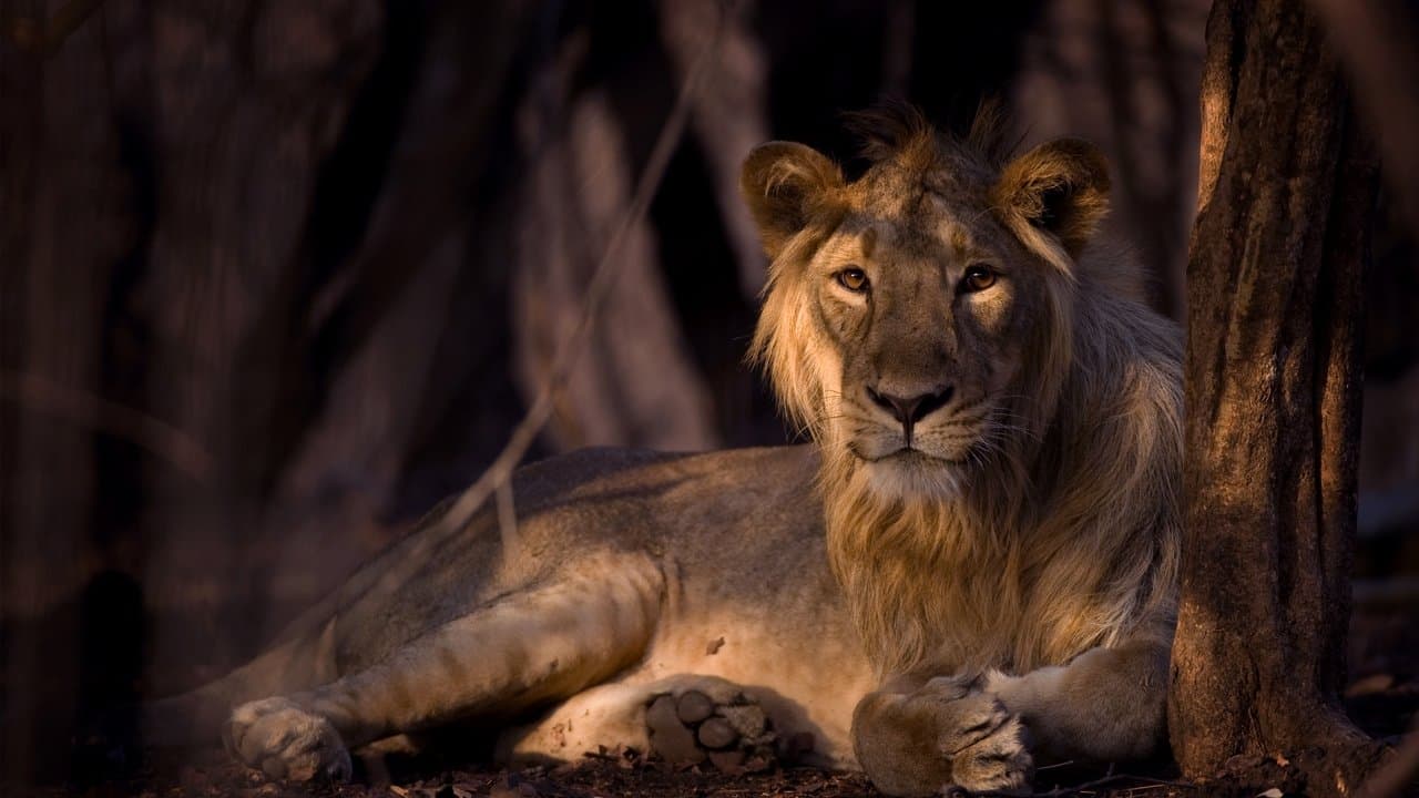 Szene aus Secrets of Wild India