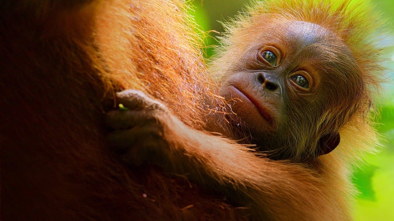 Szene aus Das geheime Leben der Orang-Utans