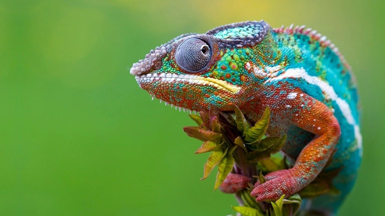 Szene aus Madagaskar - Ein geheimnisvolles Wunder der Natur