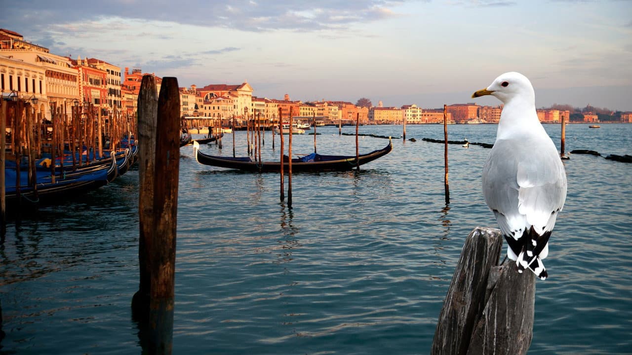 Szene aus Wildes Venedig
