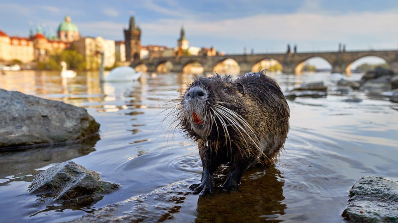 Szene aus Wildes Prag