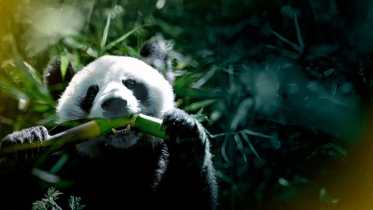 Szene aus The Hidden Kingdoms of China