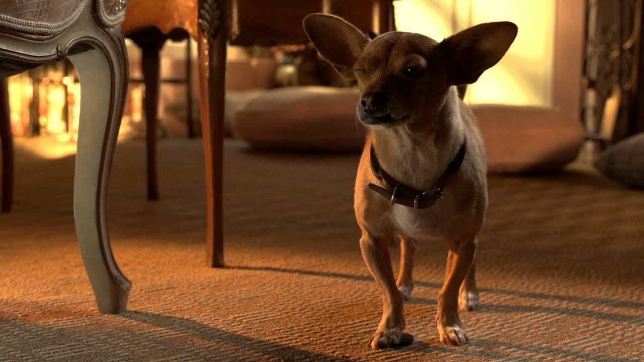 Szene aus Beverly Hills Chihuahua 3 - Viva La Fiesta!