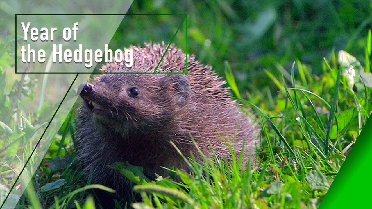 Szene aus Year of the Hedgehog