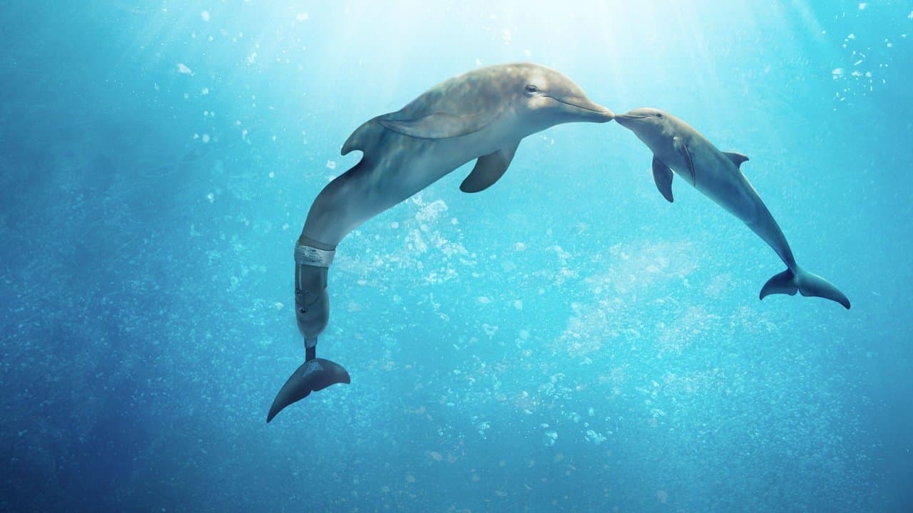 Szene aus Mein Freund, der Delfin 2