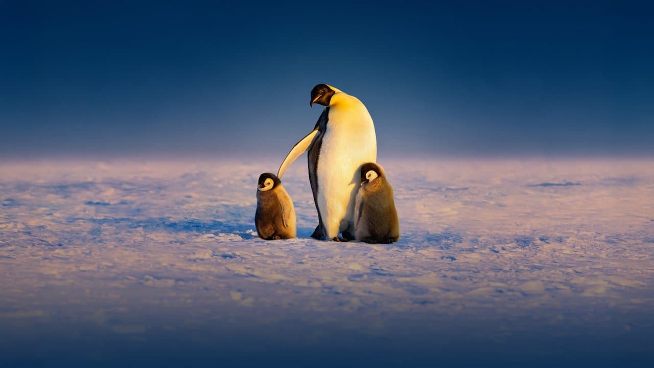 Szene aus Die geheimnisvolle Welt der Pinguine