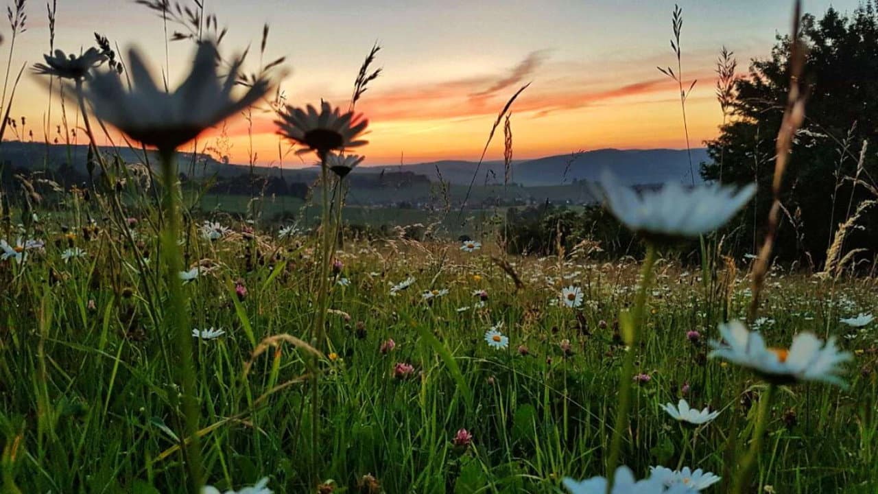 Szene aus Die Wiese: Ein Paradies nebenan