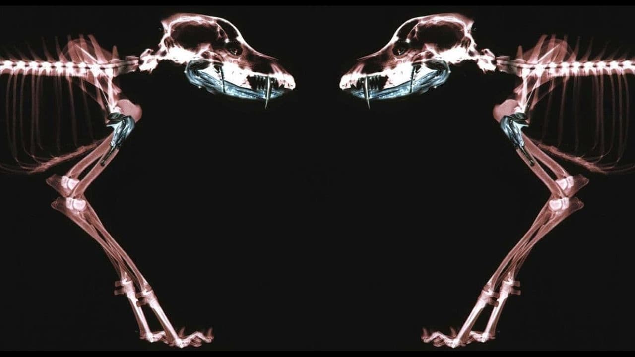 Szene aus Rottweiler