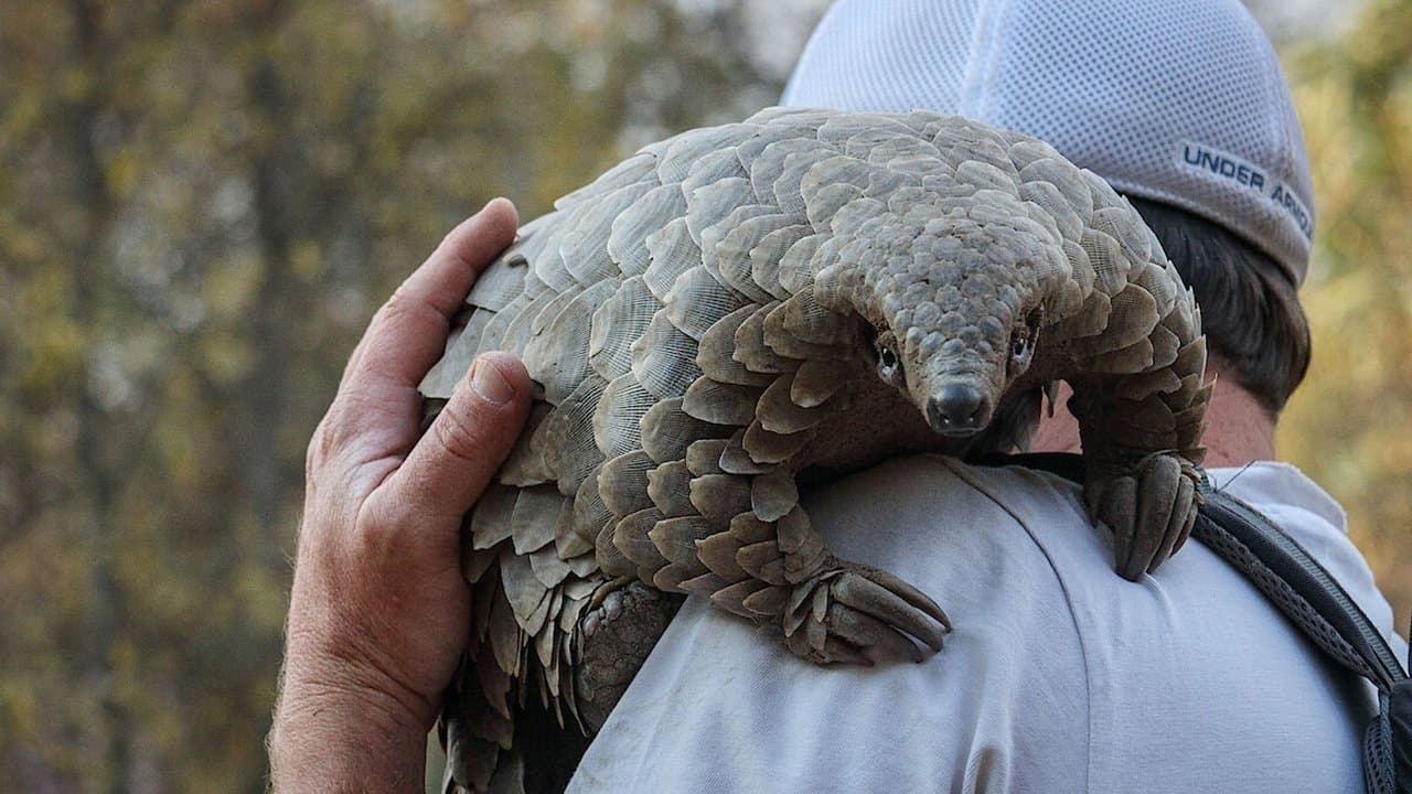 Szene aus Pangolin: Kulus Weg
