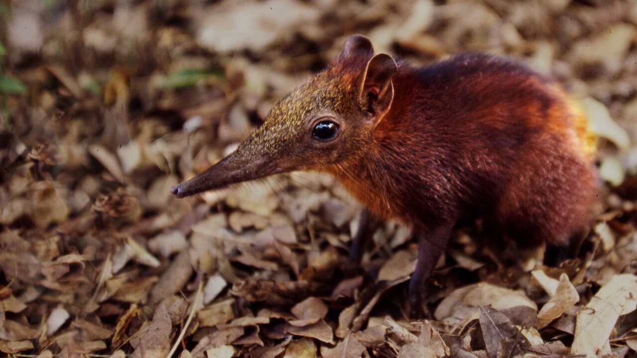 Szene aus Kobolde des Küstenwaldes - Die Rüsselhündchen von Arabuko