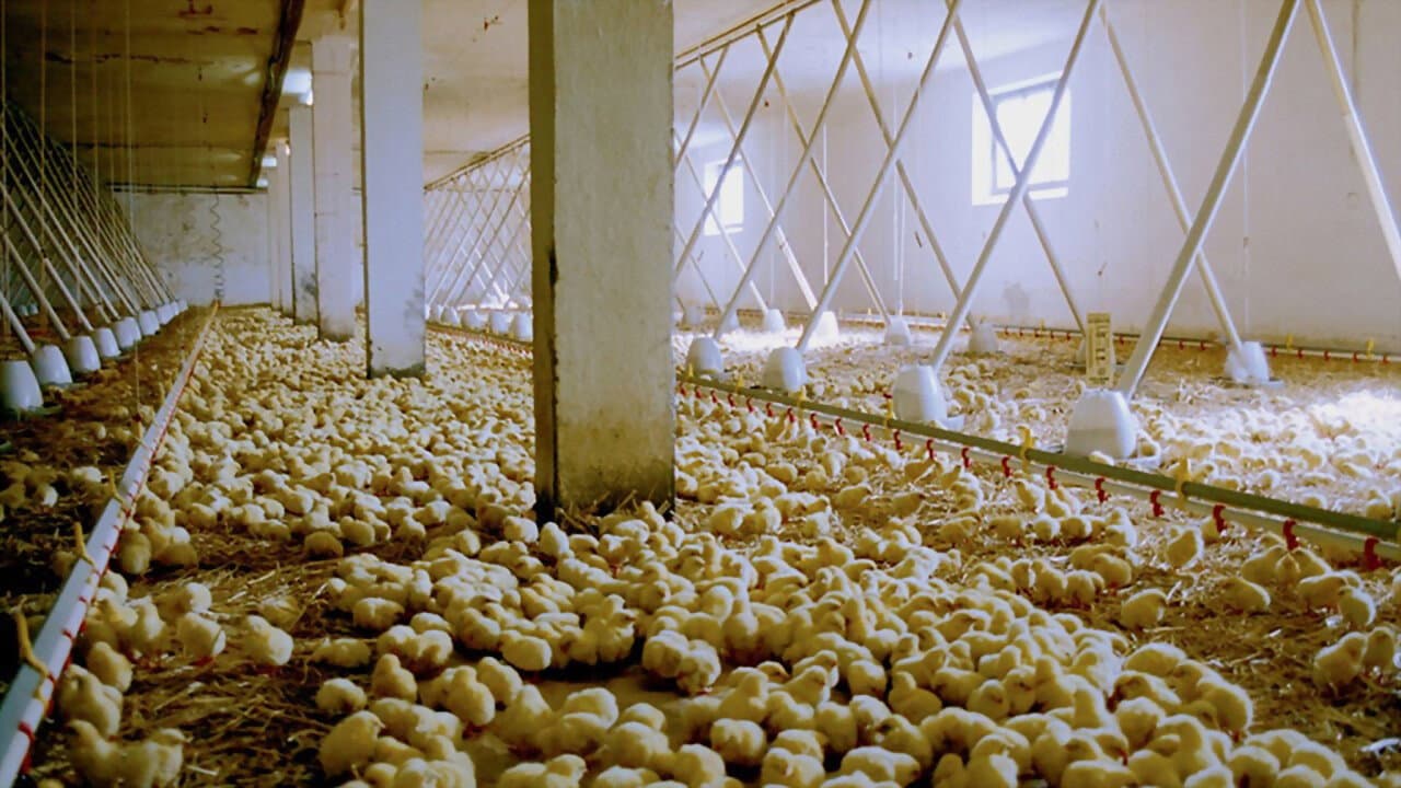 Szene aus We Feed the World